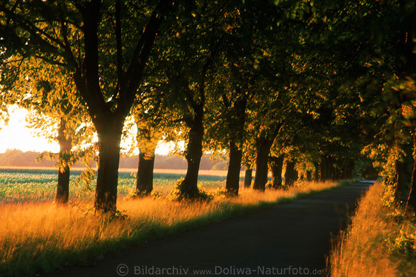 Allee in Sonnenlicht durchfluteter Heideweg