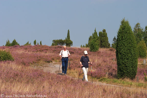 Nordic Walking Wanderer in Heidelandschaft Bltezeit Weg Marsch Senioren Paar mit Stcken