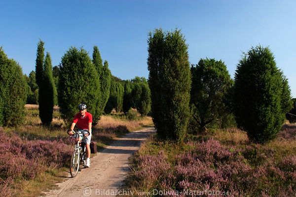LneburgerHeide Radfahrer