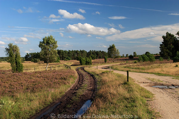 Wander-Kutschweg in Weite Lneburgerheide