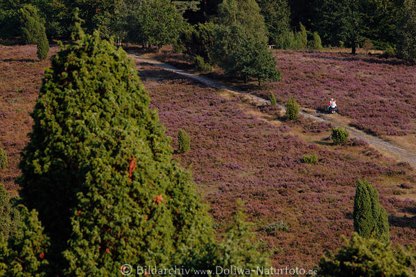 WandererPaar Rast am Pfad in Weite Heidelandschaft Naturbild lila Bltezeit von oben