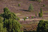 911904_Radfahrer+Walkerin gehen bergauf Rad fahren in Wilseder Heideblte, violett Landschaftsbild