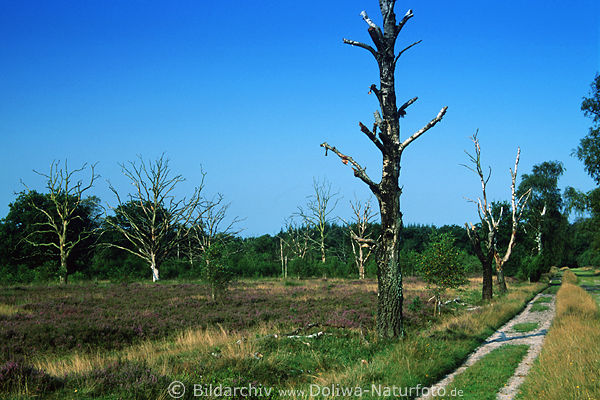 Baumsterben in der Lneburger Heide Foto, Naturschutzgebiet Bume Wanderweg, Allee