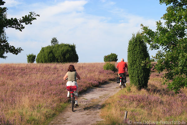 Radfahrer, Heidepfad, Radwandern, Naturbild, blhende Landschaft, Lneburger Heide, Aktivurlaub