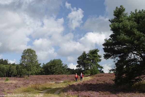Heidepfad Wanderpaar spazieren in Naturfoto blhenden Heidelandschaft