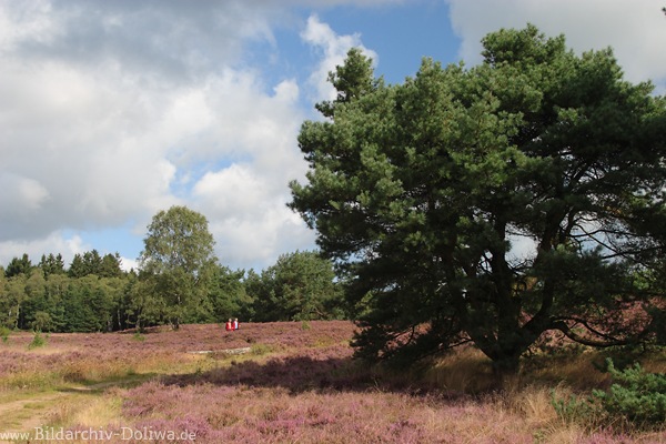 Heidepfad Wanderer in Naturfoto blhende Heidelandschaft Paar spaziergehen