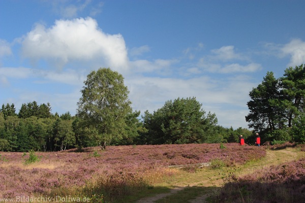 Lneburgerheide Wanderer Naturfoto blhende Landschaft Paar spazieren in Heide