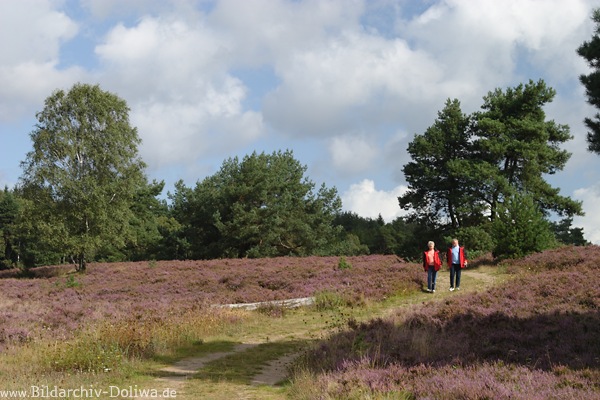 Lneburgerheide Wanderpfad Spaziergnger in Naturfoto blhende Heidelandschaft Bild
