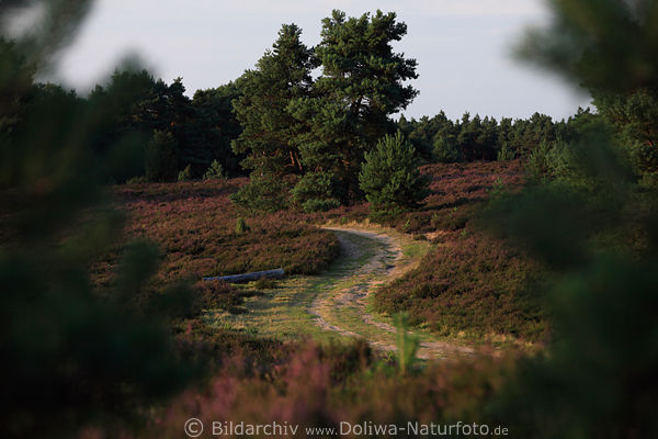 Heidewanderweg geschlngerter Wanderpfad Naturfoto