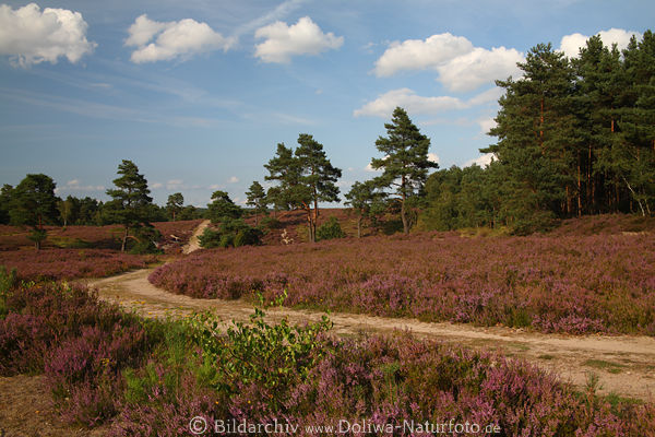 Heidelandschaft Naturbild violette Bltenflche am Wald