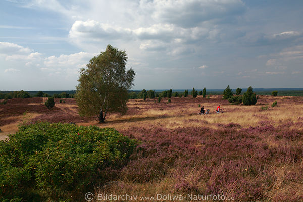 Lneburger Heide lila Bltenflche mit Radfahrer Naturwandern