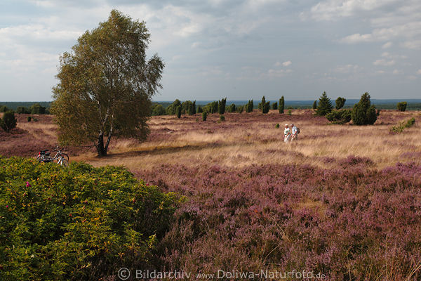 Heidelandschaft Wanderer in violett blhender Natur Wilseder Berg 