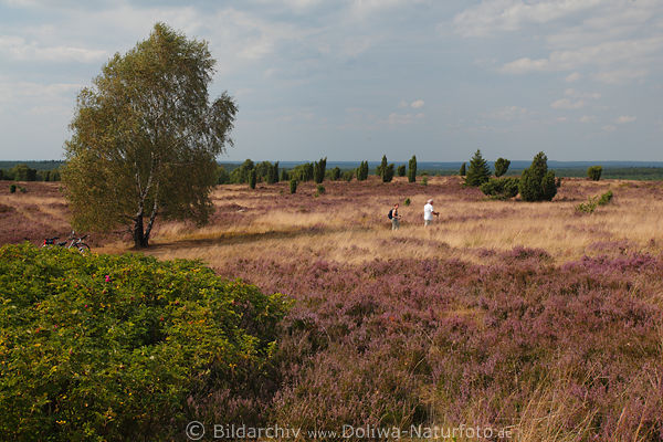 Wanderpaar in Heidelandschaft Naturbild Wilseder Berg in lila Bltenflche