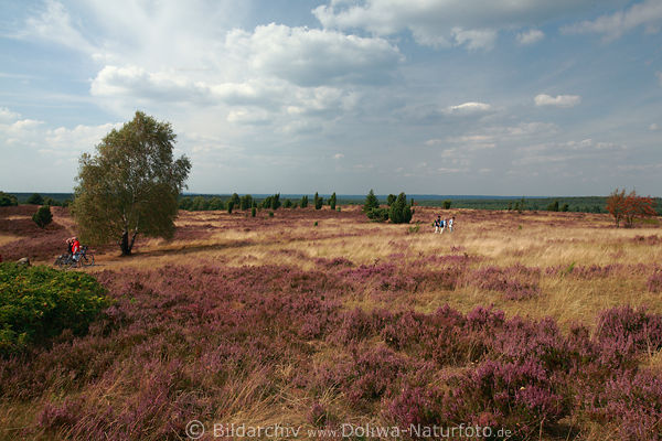 Lneburger Heide blhende Natur mit Wanderer