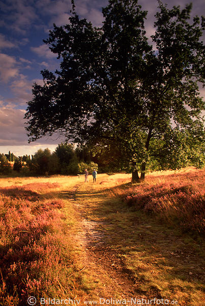 Wanderer im Lichtkegel untergehende Sonne Heidelandschaft Naturfoto, Wander-Urlaub Naturidyll