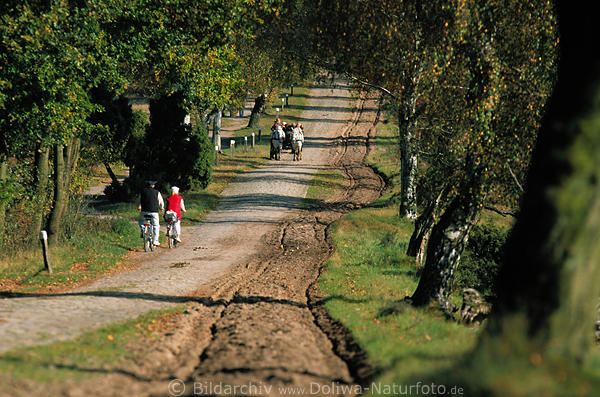 Kutsche+Radfahrer in Allee Heideweg unter Bäumen bei Oberhaverbeck