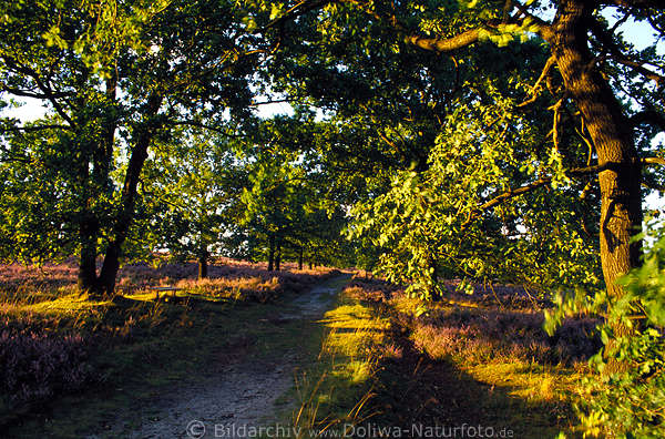 Sonnendurchflutete Wanderallee in Naturschutzgebiet Lneburger Heide Abendlicht Wanderweg