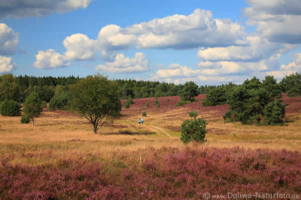 Heideland blhende Natur Foto mit Wanderer Paar Spazieren auf Pfad unter Schnwolken