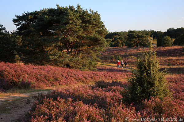Heidepfad Soltau Wanderer Spaziergang