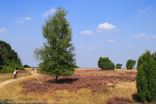 Rad-Wanderweg am Birkenbaum Naturbild mit Paar Walker in Heidelandschaft bei Wilsede