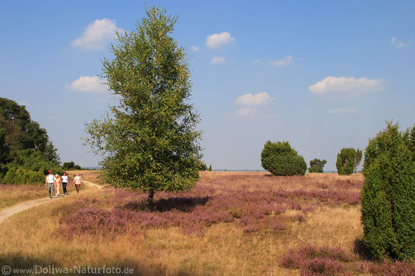 Heidpfad mit Wanderer Heideblte Spaziergnger in blhende Natur