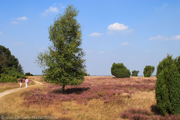 Heidpfad Wanderer Foto Paar Spaziergang in blhende Heide unterm Baum Naturbild