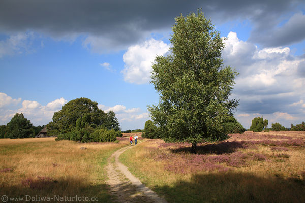 Heidpfad Wanderer Lneburger Heide blhende Natur