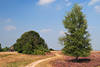 Heidpfad Wanderweg Foto mit Schafstall Birkenbaum über Heideblüte bei Wilsede