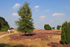 Heidpfad Bild mit Wanderer Heideblte Spaziergnger am Baum blhende Natur in Foto