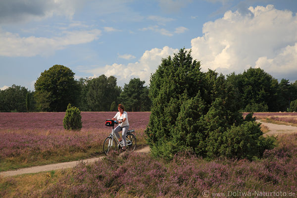 Radwanderin in Heidelandschaft Natur Heideblte radeln auf Heidepfad