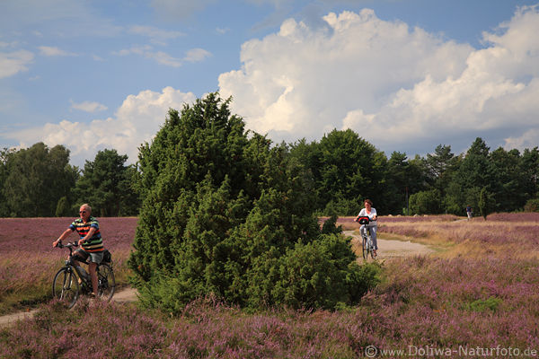 Lneburger Heide Radwanderer