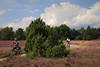 1205204_Radwanderer Paar Bild bei Heideblüte in blühenden Heidelandschaft Naturfoto radeln auf Heideweg