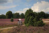 1205205_Radwandererin Bild in Heidelandschaft Naturfoto bei Heideblüte radeln auf Heidepfad