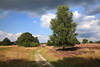 Heidpfad Wanderer Fotos in Lneburger Heide Natur blhende Landschaft unter Birke ber Schafstall
