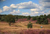 Heideland Naturfoto mit Paar Walker wandern inmitten blhender Landschaft Schnwetterwolken