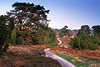 2362_Geschlngelter Wanderweg Foto: Fusspfad in die Lneburger Wacholder, Bume in Heidelandschaft