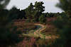 Heidewanderweg Naturfoto bei Heideblüte, geschlängerter Wanderpfad bei Timmerloh