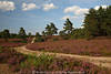 Heidelandschaft Naturbild violette Bltenflche am Wald