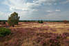 Wanderer in Heidelandschaft am Wilseder Berg: mit Rad, zu Fuss wandern in Natur lila Bltenflche