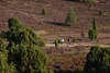 911904_Radfahrer+Walkerin gehen bergauf Rad fahren in Wilseder Heideblüte, violett Landschaftsbild