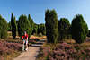 59233_Radfahrer Bild auf bergigem Pfad Wanderweg Lneburger Heide Wacholderwald bei Erikablte