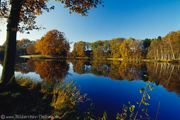 Brunausee Herbstfarben Uferpanorama Naturfoto Goldstimmung am Gewsser LneburgerHeide