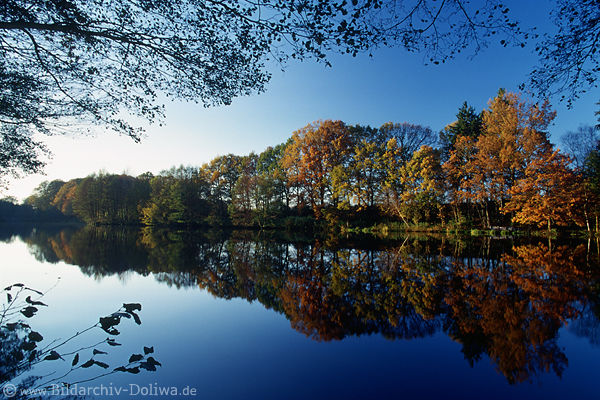 Brunausee Uferpanorama Naturfoto Behringer See Herbst Bume Landschaft LneburgerHeide Gewsser