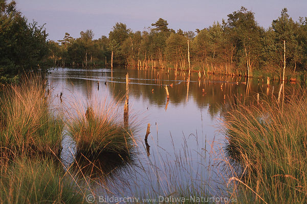 Pietzmoor Grser Wasserlandschaft Foto, Heide-Sumpfgebiet Naturbild im roten Abendlicht