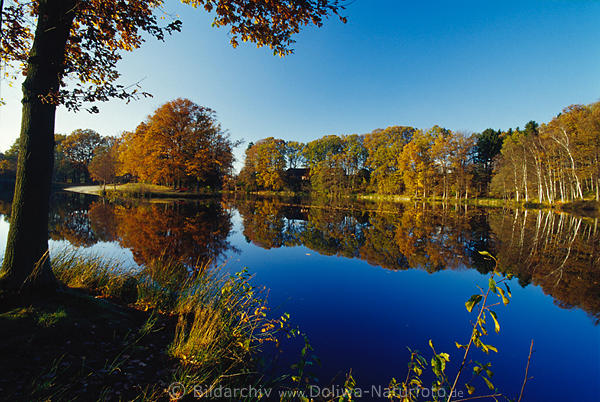 Herbststimmung am Brunausee Goldfarben Spiegelung in Stillwasser