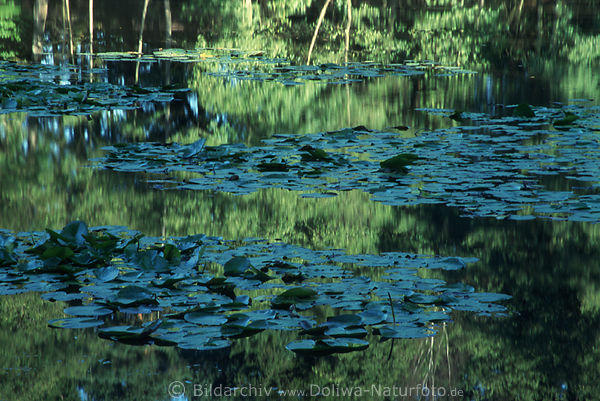 Bltterteppiche auf Wasserteich, Naturpark bei Soltau Landschaftsbild Gewsser LneburgerHeide