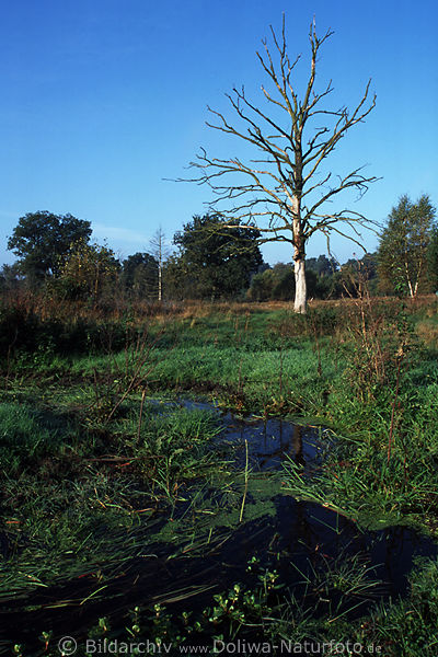 Moorbach Lneburger Heide Naturbild mit krankem Baum ohne Rinde