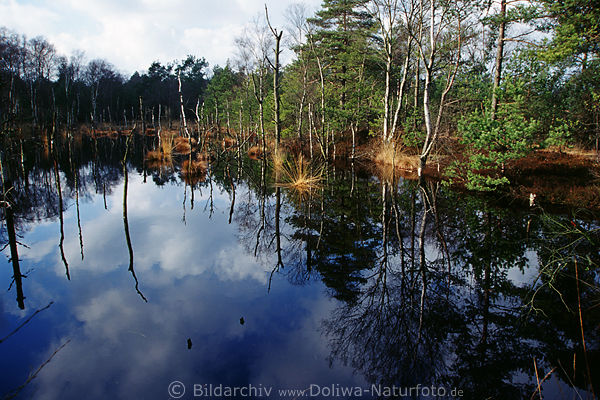 Pietzmoor renaturierte Moorlandschaft Foto kahle Baumstmme in Moorwasser bei Schneverdingen
