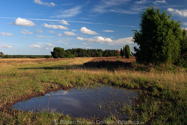 Heidetmpel Wasserpftzen Naturfotos in Grasland Heidelandschaft unter Wolken