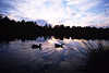 Pietzmoor Wasserlandschaft Foto mit Enten Paar Vögel in Dämmerung nach Sonnenuntergang